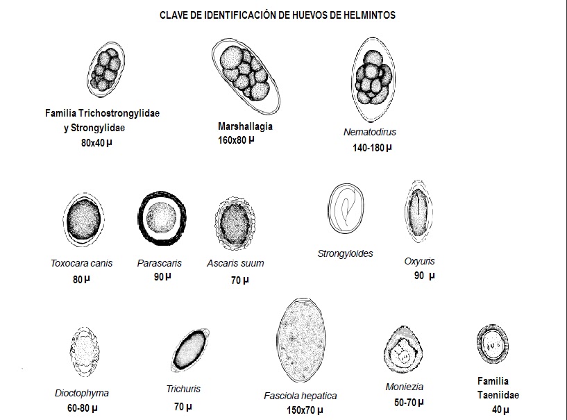 helmintos dibujo